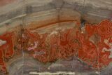 Polished Devil's Red Agate Slab - TeePee Canyon, South Dakota #373412-2